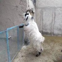 بز نر جلو رو|حیوانات مزرعه|شیروان (خراسان), |دیوار