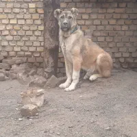 الابای ترکمن نر ۵ماهه