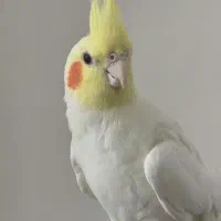 عروس هلندی لوتینو