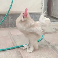 مرغ و خروس نژاد دار اصیل و جوان