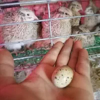 بلدرچین مولد 65روزه ویژه