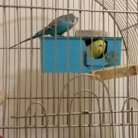 مرغ عشق|پرنده|چهاردانگه (تهران), |دیوار