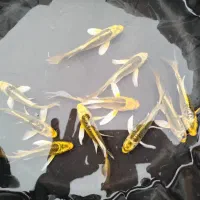 ماهی کوی آب سرد استخری و آبگرم آکواریومی|ماهی|نجف‌آباد, فاز ۲ شهرک آزادگان|دیوار