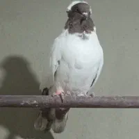 کبوتر پرنده|پرنده|محمدیه-قزوین, |دیوار