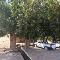 باغچه-1000-متری-با-قابلیت-مجوز-ساخت-ویلا