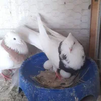 جفت کبوتر طوقی