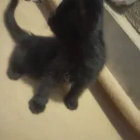گربه