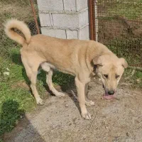 سگ پژدر واگذاری