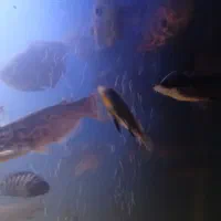 ماهی گوشتخوار