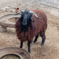 بره نر|حیوانات مزرعه|شادگان, |دیوار