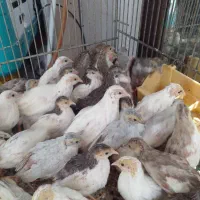 جوجه بلدرچین مینیاتوری