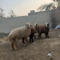 فروش بره نر چهار راس