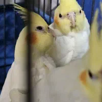 ۳ عدد جوجه عروس هلندی دستی بازیگوش