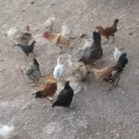 مرغ تخم گذار با خروس با کر خرحراج ،