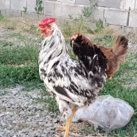 خروس گلین چهل تاج یک ساله