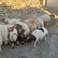 بره نر|حیوانات مزرعه|گهواره, |دیوار