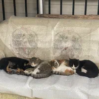 واگذاری رایگان سگ ماده ژرمن دوبرمن|سگ|نوشهر, |دیوار