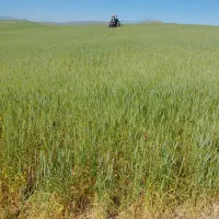 فروش-زمین-کشاورزی