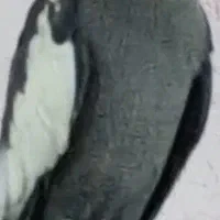 مژدگانی برای عروس هلندی گمشده