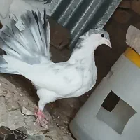 کبوتر دم چتری