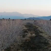 1هکتار زمین پسته ابارق سروستان