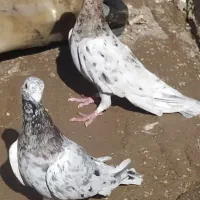 کفتر هفرنگ آس|پرنده|ضیاء آباد, |دیوار