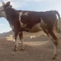 گوساله ماده سیمینتال شرابی|حیوانات مزرعه|بیستون, |دیوار