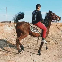 مادیون ترکی خالص آبستن 4ماه با نوه کامران بزرگ