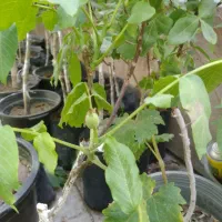 گردو چندلر اصلی باردهی بالا و زود بارده
