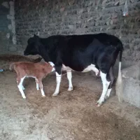 گوساله با مادرش