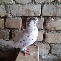 کفتر بعدازظهری