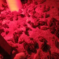 جوجه 5روزه  بلدرچین