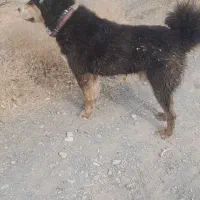 سگ قهدریجانی اصیل