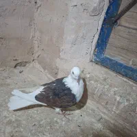 کفتر|پرنده|کهک, |دیوار