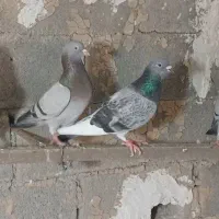 دو جفت پلاکی به دوتا نر سیاه دم سفید بازی کن