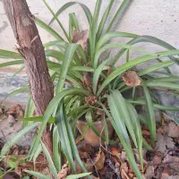 گل و گیاه طبیعی|گل و گیاه طبیعی|ملایر, |دیوار