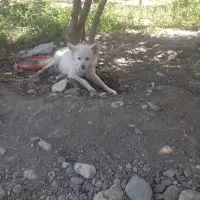 سگ خانگی
