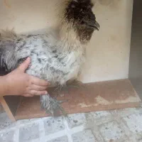 مرغ و خروس  ابریشمی
