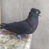 کبوتر|پرنده|مرودشت, مجد آباد|دیوار