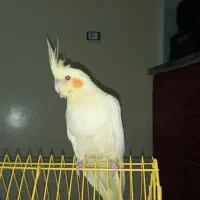 عروس کاکلی دستی سخنگو