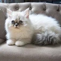 گربه