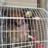 عروس هلندی|پرنده|نورآباد, |دیوار