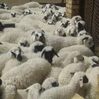 فروش بره بومی صادراتی درجه یک