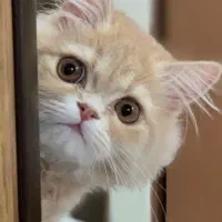 اسکاتیش پرشین