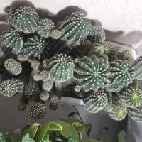 کاکتوس|گل و گیاه طبیعی|فیرورق, |دیوار