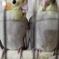 جوجه عروس هلندی