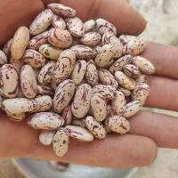 لوبیا چیتی درجه 1 (استان اردبیل)