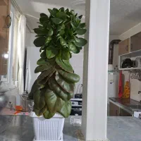 گل قاشقی خوشکل و جوان با یه متر قد ۷۰۰ هزار|گل و گیاه طبیعی|سنندج, |دیوار