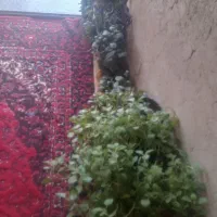 گل طبعی