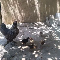 خرگوش باطری خور.اسباب بازی.مرغ و جوجه